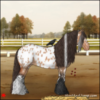 Horse Color:White Spotted Bay Dun Appaloosa 