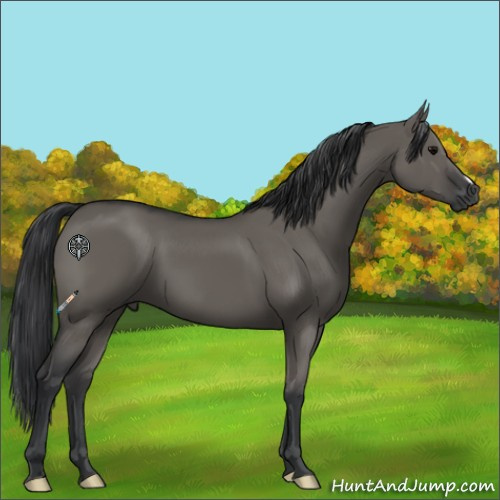 Horse Color:Grullo
