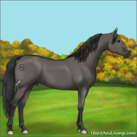 Horse Color:Grullo 