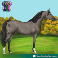 Horse Color:Grullo 