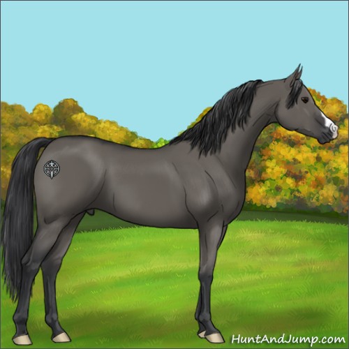 Horse Color:Grullo 