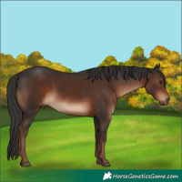 Horse Color:Liver Chestnut 