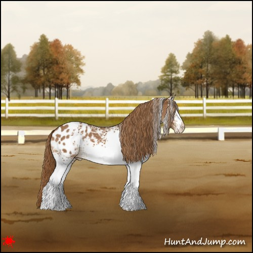 Horse Color:White Spotted Chestnut Appaloosa 