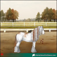 Horse Color:White Spotted Red Dun 