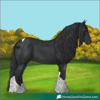 Horse Color:Black Tobiano 