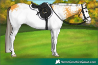 Horse Color:White Spotted Buckskin