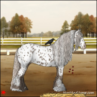 Horse Color:White Spotted Silver Black Appaloosa 