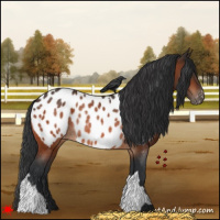 Horse Color:Bay Appaloosa Rabicano 