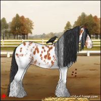 Horse Color:White Spotted Bay Near Leopard