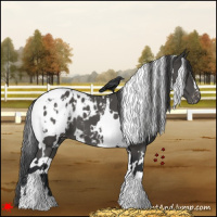 Horse Color:White Spotted Black Blanket 
