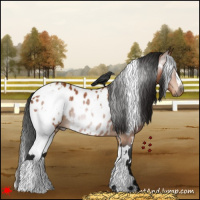 Horse Color:Gray White Spotted Bay Near Leopard 