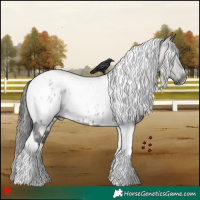 Horse Color:Gray White Spotted Grullo Tobiano Appaloosa