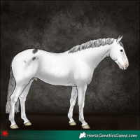 Horse Color:White Spotted Liver Chestnut Splash Appaloosa Rabicano