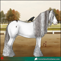 Horse Color:White Spotted Liver Chestnut Splash Appaloosa 