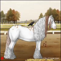 Horse Color:White Spotted Red Dun Splash Appaloosa 