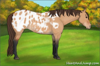Horse Color:Bay Dun Appaloosa 