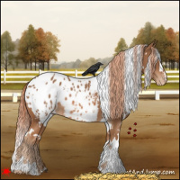 Horse Color:White Spotted Chestnut Appaloosa 
