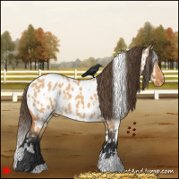 Horse Color:White Spotted Bay Dun Appaloosa 