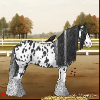 Horse Color:White Spotted Black Splash Appaloosa 