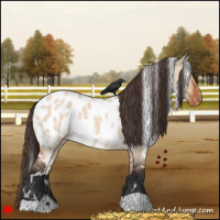 Horse Color:White Spotted Bay Roan Dun Appaloosa