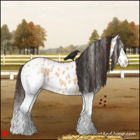Horse Color:White Spotted Bay Dun Splash Appaloosa 