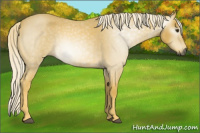 Horse Color:Gray Palomino Roan 