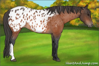 Horse Color:Bay Appaloosa 