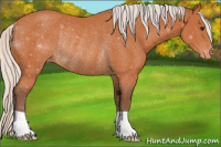 Horse Color:Silver Bay Appaloosa Rabicano