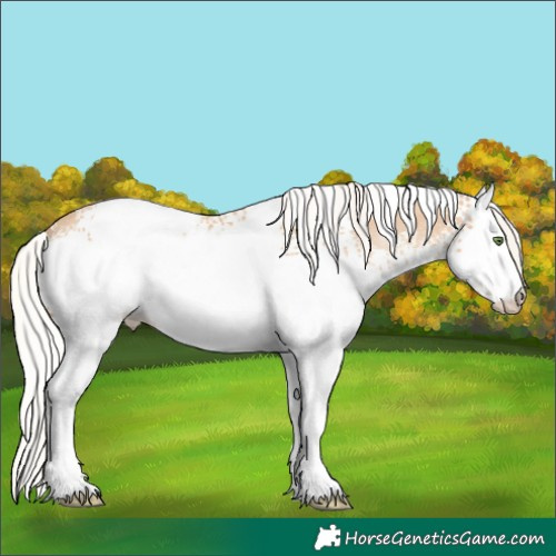 Horse Color:White Spotted Silver Classic Champagne Appaloosa 