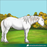 Horse Color:White Spotted Silver Classic Champagne Appaloosa 