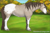 Horse Color:Classic Champagne Sabino Appaloosa 