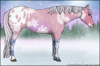 Horse Color:Watercolor Silver Bay Ice Roan Appaloosa
