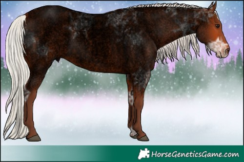 Horse Color:Void Silver Bay Ice Roan 