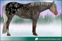 Horse Color:Void Silver Bay Ice Roan Dun Appaloosa 