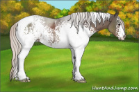 Horse Color:White Spotted Silver Black Tobiano Rabicano 