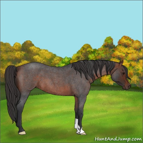 Horse Color:Bay Roan 