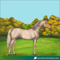 Horse Color:Palomino Roan 