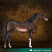 Horse Color:Brown Tobiano Rabicano