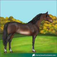 Horse Color:Brown Tobiano Rabicano 