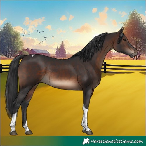 Horse Color:Brown Tobiano Rabicano 