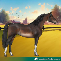 Horse Color:Brown Tobiano Rabicano 