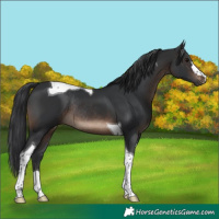 Horse Color:Brown Tobiano Rabicano 