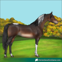 Horse Color:Brown Tobiano Rabicano 