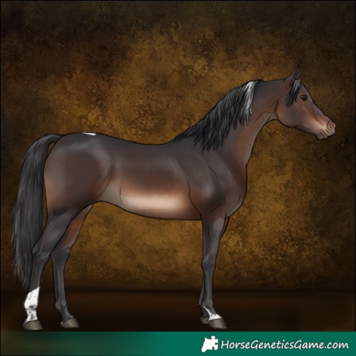 Horse Color:Brown Tobiano Rabicano 