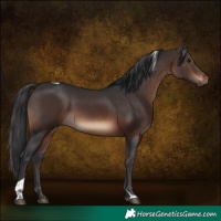 Horse Color:Brown Tobiano Rabicano 