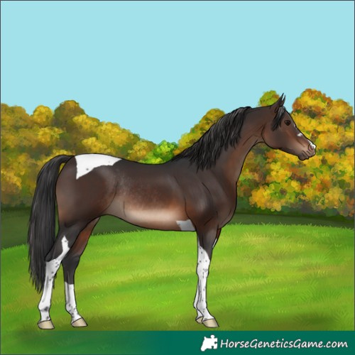 Horse Color:Brown Tobiano Rabicano