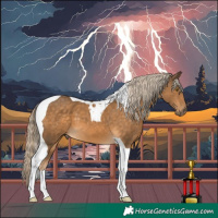 Horse Color:Chocolate Palomino Tobiano 