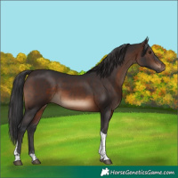 Horse Color:Brown Tobiano Rabicano