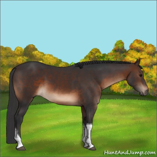 Horse Color:Brown Tobiano Rabicano