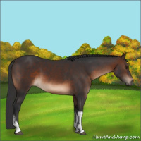Horse Color:Brown Tobiano Rabicano 